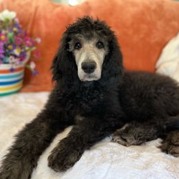 Girl 1- Jiji - Silver Poodle puppy in Troy, Virginia from Stewart’s Standards
