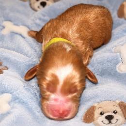 Charlie - Red  male Goldendoodle puppy in Cumberland, Rhode Island from minigoldendoodlesofRI