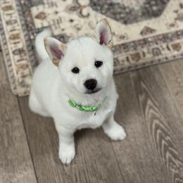 Shiba Inu Puppies from H & J Shiba Inu’s