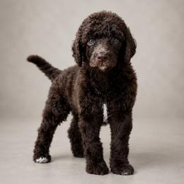 Mira - Brindle female Poodle puppy in Spring Hill, Florida from Lecanto Puppy