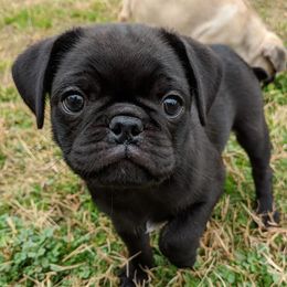 Pugs from Love Pugs