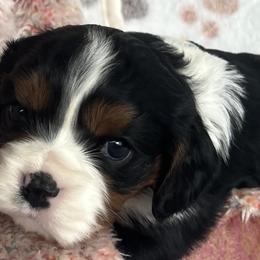 Sasha - AKC - Tri-color female Cavalier King Charles Spaniel puppy in Mc Louth, Kansas from Harmony Valley Cavaliers & Havanese
