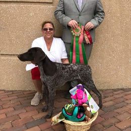 German Shorthaired Pointer All Grown Up from Majestik Kennels
