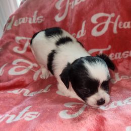 Ella - Black and white female Chihuahua puppy in Attleboro, Massachusetts from Treasured Hearts Chihuahuas