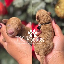 Eiffel - Red  male Poodle puppy in Belleville, New Jersey from TK Poodles