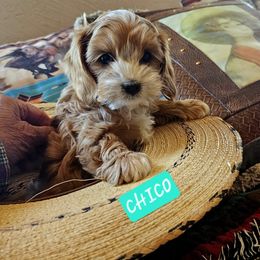 Cavapoochon Puppies from Razberry Meadows