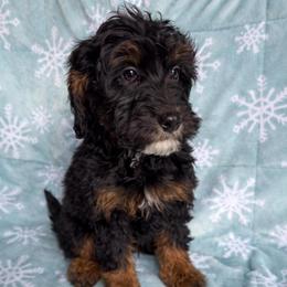 Barley - Phantom male Bernedoodle puppy in Canterbury, Connecticut from Katelyn A