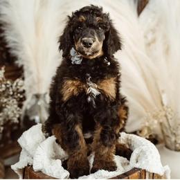 Bernedoodle, Goldendoodle, Poodle, and Sheepadoodle Puppies from Kerr Kanine Ranch