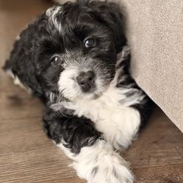 Luna - Black and white female Sheepadoodle puppy in La Plata, Maryland from Serenity Creek Doodles