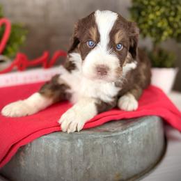 Clara - Red tri-color female Aussiedoodle puppy in Ohio from Holley Doodles