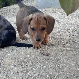 Milo - Chocolate and cream male Dachshund puppy in Paso Robles, California from Nicole's Dachshunds
