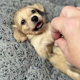 Dachshund and French Bulldog Puppies from Country Bumpkins