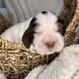 Garnet - Liver white and roan male English Springer Spaniel puppy in Swainsboro, Georgia from Sweet Georgia Springers