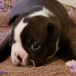 Vinny - Boston Terrier
