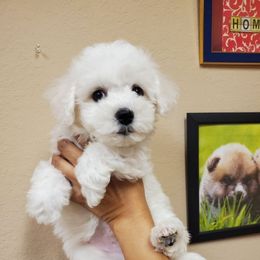Baby Blue - White and cream male Bichon Frise puppy in Cape Coral, Florida from Arralaine Pups
