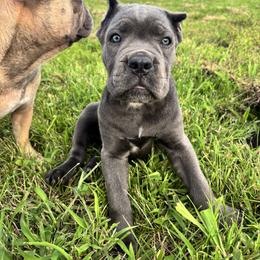 Cane Corso Puppies from Clarkrange Corsos