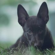 Australian Kelpies from Kanati Kelpies