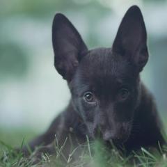 Australian Kelpies from Kanati Kelpies
