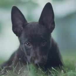 Australian Kelpies from Kanati Kelpies