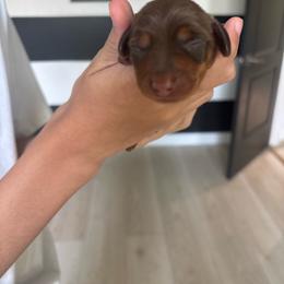 Brownie - Chocolate and tan male Dachshund puppy in Tomball, Texas from Gutierrez House of Doxies