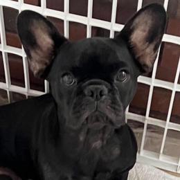 MJ - French Bulldog
