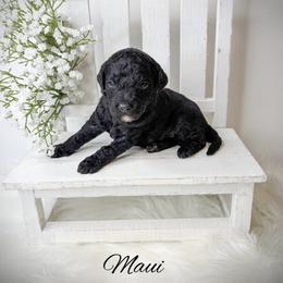 Maui - Black male Goldendoodle puppy in from Pink Poodles and Doodles