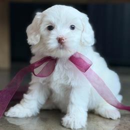 Clover - Caramel red female Australian Labradoodle puppy in Clarksville, Tennessee from Fairytale Lane Australian Labradoodles