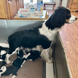 Poppy - English Springer Spaniel puppy from DAYSPRINGERS