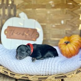 Red - Phantom male Poodle puppy in Rome, Georgia from Victoria’s Designer Doodles