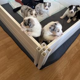 Girl 2 - Blue merle female Australian Shepherd puppy in Rosamond, California from Fly by Nite Australian Shepherds