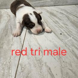 Ells m2 - Red tri-color male Australian Shepherd puppy in Arbela, Missouri from County Line Aussies