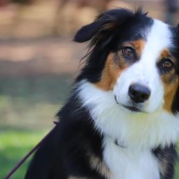 English Shepherds from Mondurles English Shepherds
