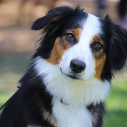 English Shepherds from Mondurles English Shepherds