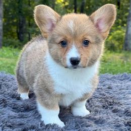 Tempest - Sable female Pembroke Welsh Corgi puppy in Fayetteville, Arkansas from Intergalactic Corgis