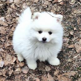 White Fluff 1 - White male Pomsky puppy in Fairbanks, Alaska from Arctic Kennels (Pomskies, Akitas & Shibas)