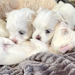 Maltese, Morkie, and Yorkshire Terrier Puppies from Cottonwood Maltese & Yorkies