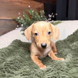 Buddy - Cream male Dachshund puppy in Washburn, Tennessee from Clinch Mountain Dachshunds