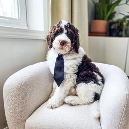 Tumnus - Brown and white male Bernedoodle puppy in Gaylord, Michigan from Dog Mom Co. Doodles