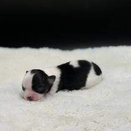 Az - Black and tan male Chihuahua puppy in Lee Center, New York from Alfheim-Andromeda Chihuahua's (A &A's)