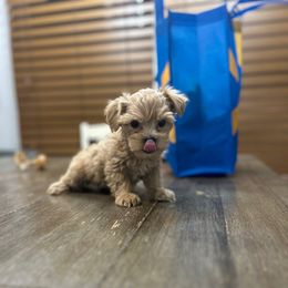 Carson - Apricot male Yorkipoo puppy in Oakland, Kentucky from Imperial Dogs