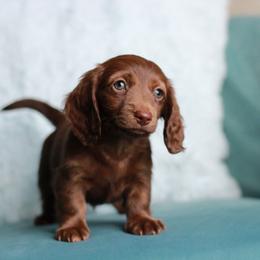 Chocolate Brownie AKC 4000 - Chocolate female Dachshund puppy in Krum, Texas from Tired Chef Dachshunds