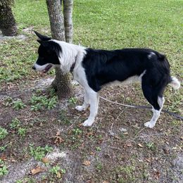 Border Collie Puppies from Manning BCs