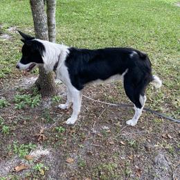 Border Collie Puppies from Manning BCs