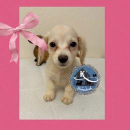 Daisy - Cream female Dachshund puppy in Clearlake Oaks, California from K’s Homestead