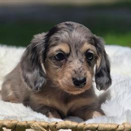 Bambi - Black and cream female Dachshund puppy in Mcminnville, Tennessee from Red Barn Farms Minis