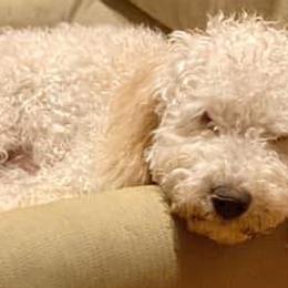 Goldendoodles from Graceful Miniature Goldendoodles