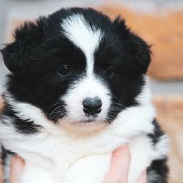 Almond Joy - Black female Border Collie puppy in Dallas, Texas from Effervescent Border Collies