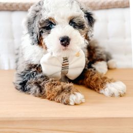 Bernedoodle Puppies from Jordan Family Doodles