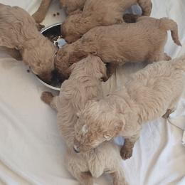 Goldendoodle puppies from Sunshine Doodles