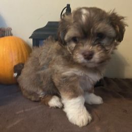 Snowflake - Fawn sable female Havanese puppy in Ada, Michigan from ForestHillsHavanese
